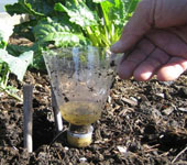 Make a hole in the soil big enough for your bottle neck to fit into